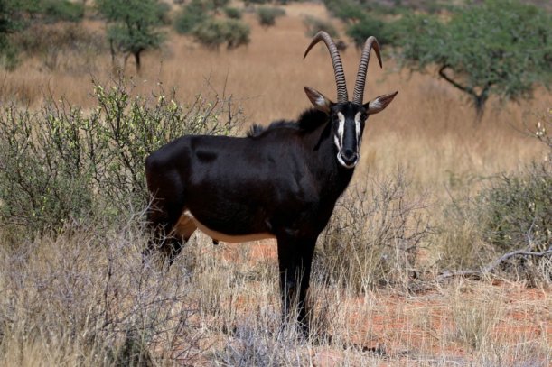 Sable_antelope_Hippotragus_niger_adult_male