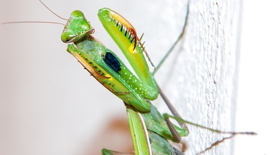 article/praying-mantis-3401377_640.jpg