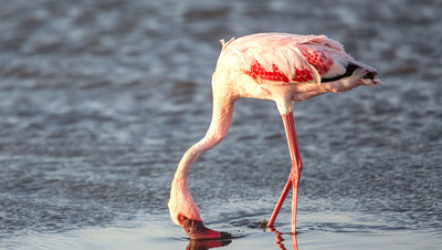 article/flamingo.jpg