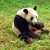Chengdu-pandas-d04