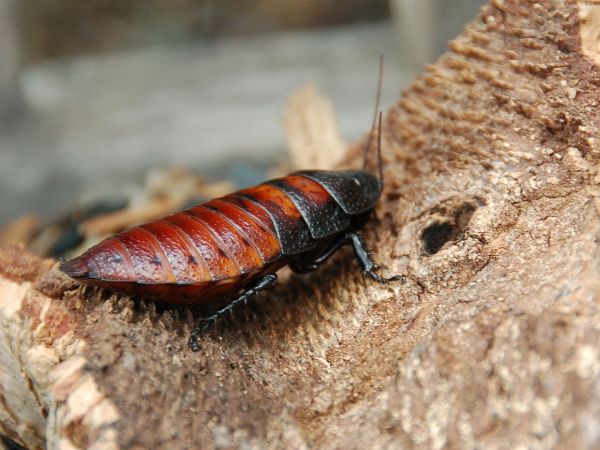 1280px-Female_Madagascar_hissing_cockroach