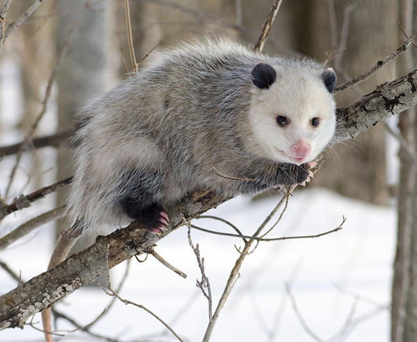 1024px-Opossum_2