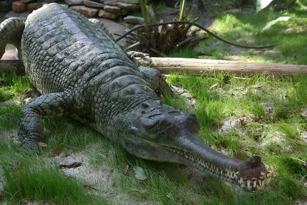 1280px-Indian_Gharial_Crocodile_Digon3