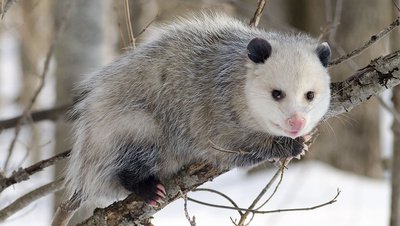 article/1024px-Opossum_2.jpg
