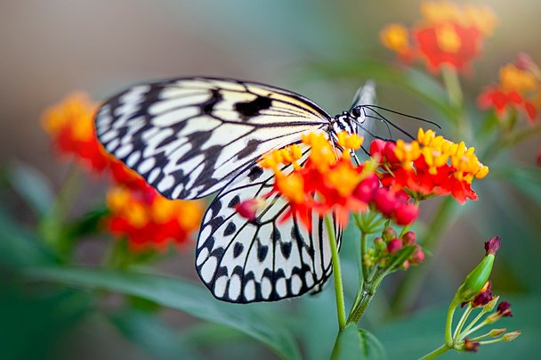 article/vlinder.jpg