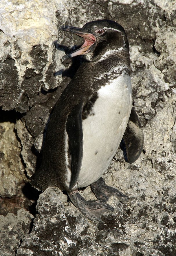 article/1800px-Galapagos_penguin_Spheniscus_mendiculus_-Isab.jpg