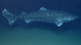 Groenlandse haai TrosKompas