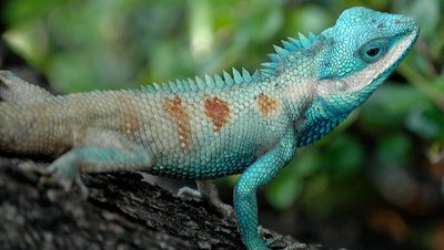 article/Bangkok_Reptiles_Blue_crested_Lizard.jpg