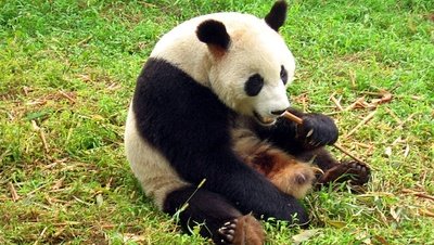 article/Chengdu-pandas-d04.jpg