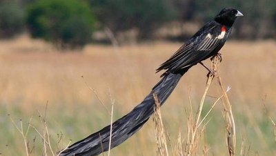 article/Male_Long-tailed_Widowbird.jpeg