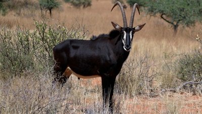 article/Sable_antelope_Hippotragus_niger_adult_male.jpg