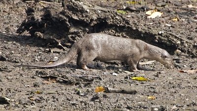 article/Smooth-coated_Otter_Lutrogale_perspicillata_.jpg