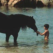 black-stallion-_1979_-large-picture.jpg